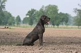 DOGUE ALLEMAND 458